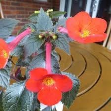 Heirloom Achimenantha Flower seeds for Planting Low Maintenance Heirloom & GMO Free Seeds for Home Garden 
 
 Sale for planting in home garden