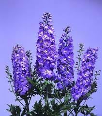Delphinium Lavender Flower seeds for Planting - Perfect for Borders, Heirloom & GMO Free Seeds for Home Garden
 
 Sale seeds for home garden