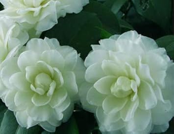 Light Pink White Geranium Flower Seeds for Planting Easy to Grow Heirloom & GMO Free Seeds for Home Garden
 
 Sale for planting in home garden