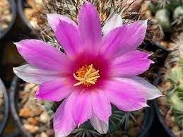 Mammillaria Flower seeds for Planting - Easy to Grow, Heirloom & GMO Free Seeds for Home Garden
 
 Sale for planting in home garden.