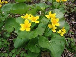 Caltha Palustris Flower seeds for Planting - Vibrant Colors, Heirloom & GMO Free Seeds for Home Garden
 
 Sale seeds for home garden