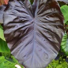 Leaf Alocasia Flower seeds for Planting - Vibrant Colors, Heirloom & GMO Free Seeds for Home Garden
 
 Sale seeds for planting in home garden