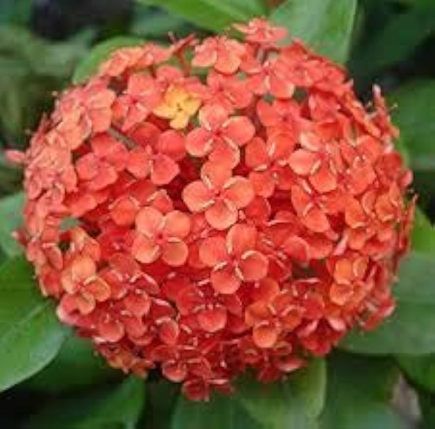 Orange Hydrangea Flower Seeds Planting Kit