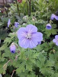 Geranium Flower Seeds For Planting - Vibrant Annuals Your Garden