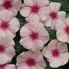 Fragrant (Fragrant Vinca) seeds for planting in home garden