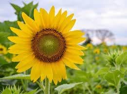 SunFlower seeds for Planting Wildflower Mix Heirloom & GMO Free Seeds for Home Garden 
 
 Sale for planting in home garden