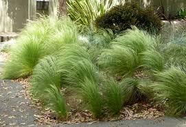 Stipa Capillata Plant Seeds For Ornamental Grass Gardening & Planting Seeds