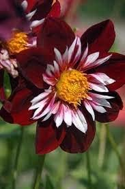 Plant Night Butterfly Dahlia Seeds - Gorgeous Annual Flowers For Your Garden