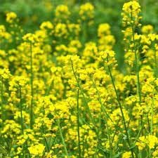 Rapeseed Flower seeds for Planting - Sun Loving, Heirloom & GMO Free Seeds for Home Garden
 
 Sale seeds for planting in home garden