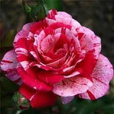 Lady Favorite Rose Seeds For Elegant Blooms - Perfect Planting Flower