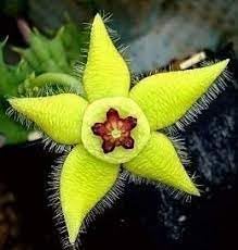 Stapelia Flower seeds for Planting Hardy Variety Heirloom & GMO Free Seeds for Home Garden 
 
 Sale for planting in home garden