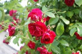 Orange White Daffodil Flower Seeds for Planting – Seasonal Bloomer Heirloom & NonGMO Seeds for Home Garden
 
 Sale for planting in home garden