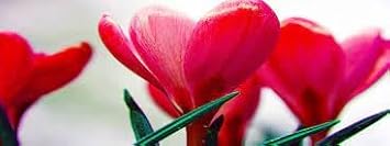 Pink Cream Hemerocallis Flower Seeds for Planting Wildflower Mix Heirloom & GMO Free Seeds for Home Garden
 
 Sale for planting in home garden