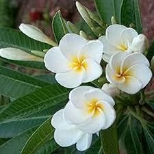White Egg Flower seeds for Planting - Low Maintenance, Heirloom & GMO Free Seeds for Home Garden
 
 Sale for planting in home garden.