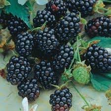 Sweet Harvest Seeds: Berry Fruit Planting Pack Seeds