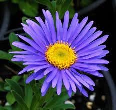 Aster Alpin Flower seeds for Planting - Garden Favorite, Heirloom & GMO Free Seeds for Home Garden
 
 Sale seeds for planting in home garden