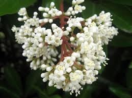 Ligustrum Flower seeds for Planting - Easy to Grow, Heirloom & GMO Free Seeds for Home Garden
 
 Sale for planting in home garden