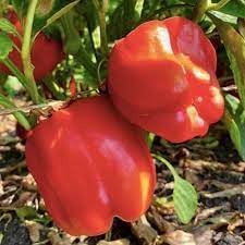 Sweet Crunch Bell Pepper Seeds For Planting Vegetable Seeds