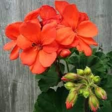 Red Tulip Flower Seeds for Planting Sun Loving Heirloom & GMO Free Seeds for Home Garden
 
 Sale for planting in home garden