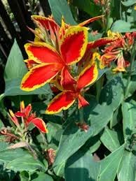 Canna Lily Flower seeds for Planting - Shade Tolerant, Heirloom & GMO Free Seeds for Home Garden
 
 Sale seeds for home garden