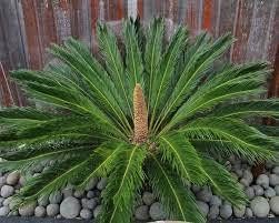 Purple Cycas Seeds For Exotic Planting & Decor Plant Seeds