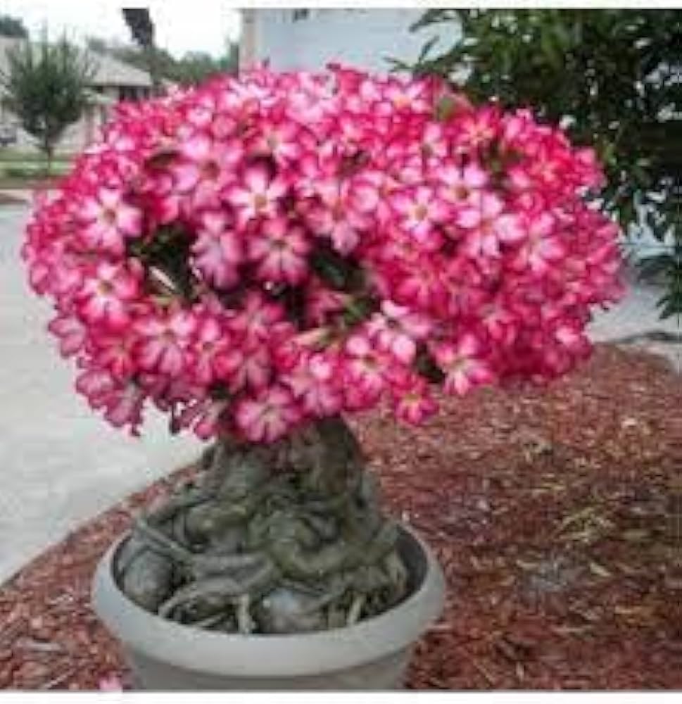 Adenium Obesum Flower Seeds For Planting In Desert Gardens