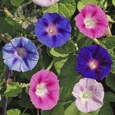 Climbing Flower seeds for Planting Cut Flower Favorite Heirloom & GMO Free Seeds for Home Garden 
 
 Sale for planting in home garden