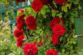 Climbing RoseFlower seeds for Planting Garden Favorite Heirloom & GMO Free Seeds for Home Garden 
 
 Sale for planting in home garden