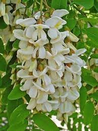 Pseudoacacia Flower seeds for Planting Cottage Garden Essential Heirloom & GMO Free Seeds for Home Garden 
 
 Sale for planting in home garden