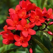 Jatropha Flower seeds for Planting - Colorful Display, Heirloom & GMO Free Seeds for Home Garden
 
 Sale for planting in home garden.