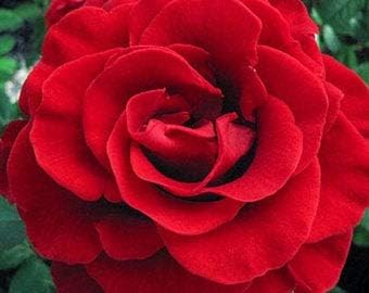 Red Pelargonium Flower Seeds for Planting Shade Tolerant Heirloom & GMO Free Seeds for Home Garden
 
 Sale for planting in home garden