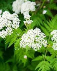 Cicely Flower seeds for Planting - Vibrant Colors, Heirloom & GMO Free Seeds for Home Garden
 
 Sale seeds for planting in home garden