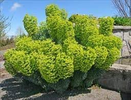 Mediterranean Spurge Flower seeds for Planting Cut Flower Favorite Heirloom & GMO Free Seeds for Home Garden 
 
 Sale for planting in home garden