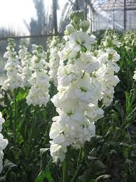 Heirloom Matthiola Flower seeds for Planting Vibrant Colors Heirloom & GMO Free Seeds for Home Garden 
 
 Sale for planting in home garden