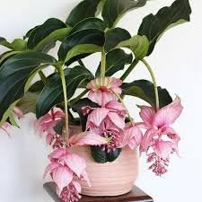 Medinilla Magnifica Flower seeds for Planting - Cut Flower Favorite, Heirloom & GMO Free Seeds for Home Garden
 
 Sale seeds for home garden