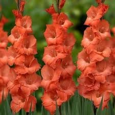 Summer Garden Gladiolus Seeds For Easy Planting Flower