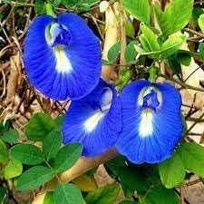 Clitoria Ternatea Flower seeds for Planting - Sun Loving, Heirloom & GMO Free Seeds for Home Garden
 
 Sale for planting in home garden.