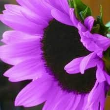 Purple Mini Sunflower Seeds for Planting, Heirloom Non-GMO, High Germination Organic Garden Seeds
 
 Sale seeds for home garden