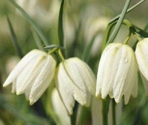 Mixed Geranium Flores Flower Seeds for Planting Pollinator Friendly Heirloom & GMO Free Seeds for Home Garden
 
 Sale for planting in home garden