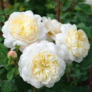 Yellow White Climbing Rose Flower seeds for Planting - Wildflower Mix, Heirloom & GMO Free Seeds for Home Garden
 
 Sale for planting in home garden
