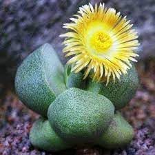 Pleiospilos Flower seeds for Planting Premium Quality Heirloom & GMO Free Seeds for Home Garden 
 
 Sale for planting in home garden