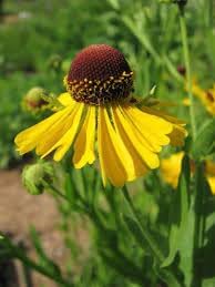 Helenium Flower seeds for Planting Long Bloom Season Heirloom & GMO Free Seeds for Home Garden 
 
 Sale for planting in home garden