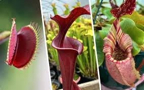 Mosquito Carnivorous Flower seeds for Planting - Sun Loving, Heirloom & GMO Free Seeds for Home Garden
 
 Sale seeds for home garden