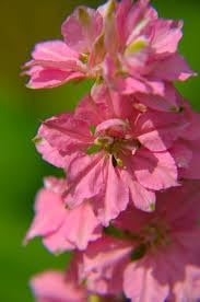 Delphinium Flower seeds for Planting - Cottage Garden Essential, Heirloom & GMO Free Seeds for Home Garden
 
 Sale seeds for home garden