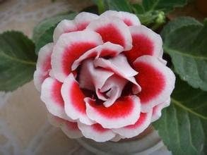 Red White Gloxinia Planting Seeds