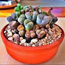 Pleiospilos Flower seeds for Planting Cottage Garden Essential Heirloom & GMO Free Seeds for Home Garden 
 
 Sale seeds for home garden planting