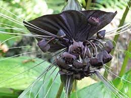 Tacca Chantrieri Flower seeds for Planting Easy to Grow Heirloom & GMO Free Seeds for Home Garden 
 
 Sale for planting in home garden