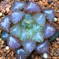 Haworthia Flower seeds for Planting - Premium Quality, Heirloom & GMO Free Seeds for Home Garden
 
 Sale seeds for home garden