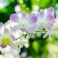 Purple White Ascocentrum Flower seeds for Planting Seasonal Bloomer Heirloom & GMO Free Seeds for Home Garden
 
 Sale seeds for home garden planting