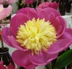 Lavender Fuchsia Flower Seeds for Planting Cottage Garden Essential Heirloom & GMO Free Seeds for Home Garden
 
 Sale for planting in home garden